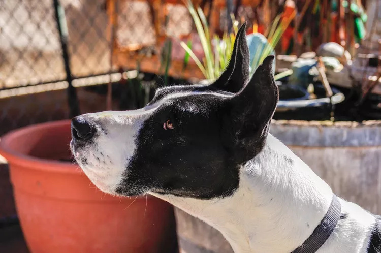 竖起耳朵的曼特尔大丹犬