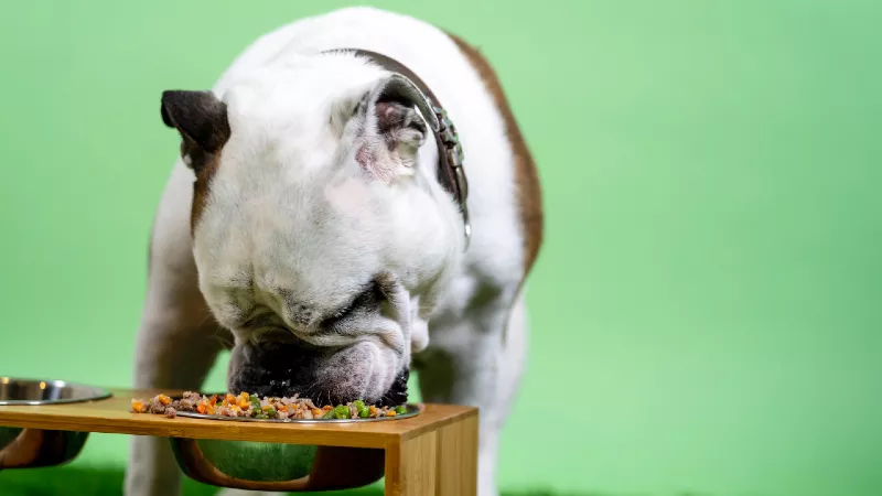 狗喂食时间表