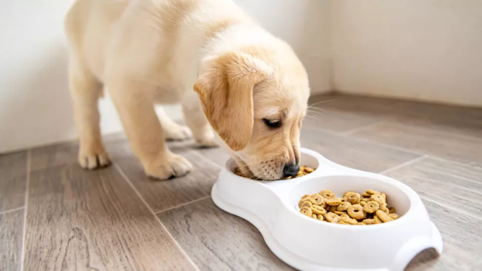 狗喂食时间表
