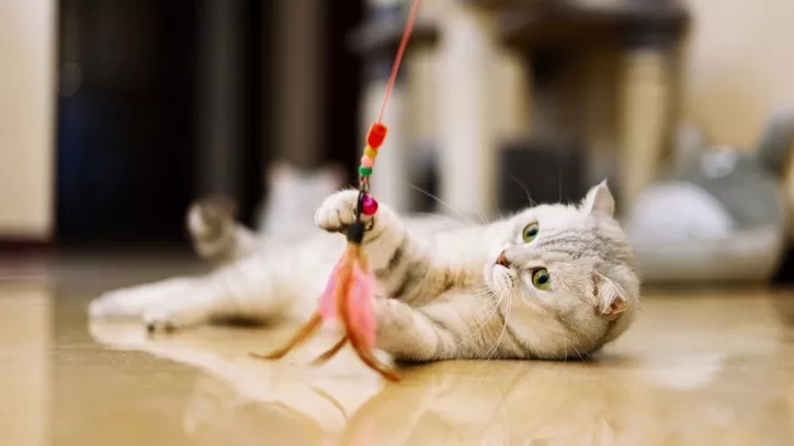 猫