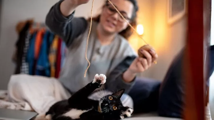 猫