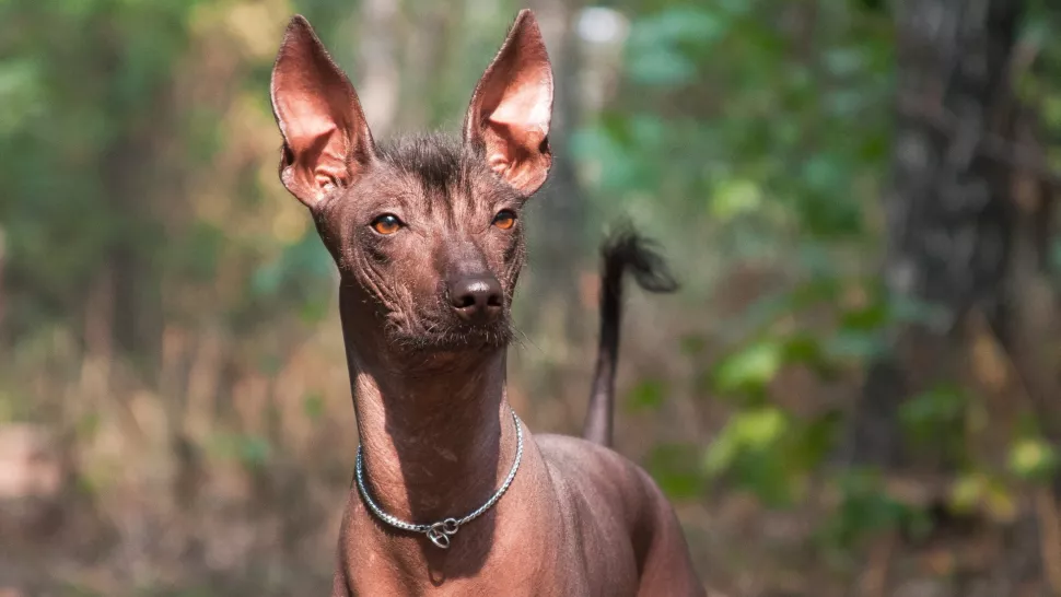 秘鲁印加兰花犬