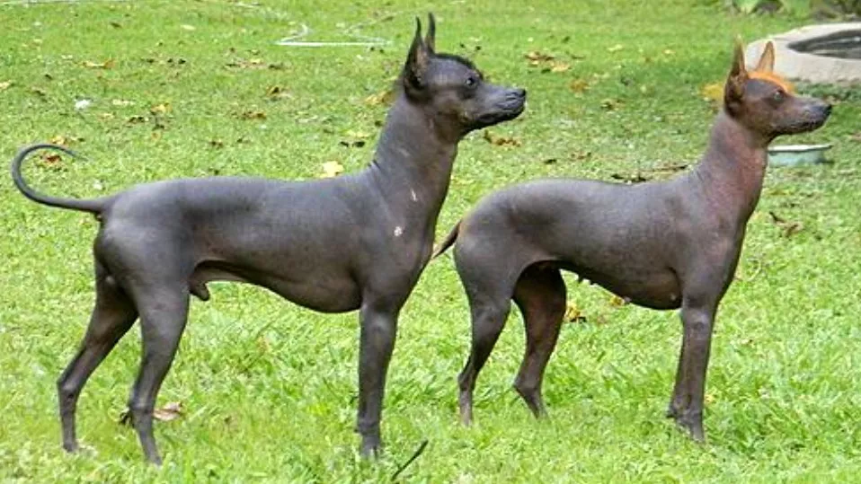 阿根廷皮拉犬