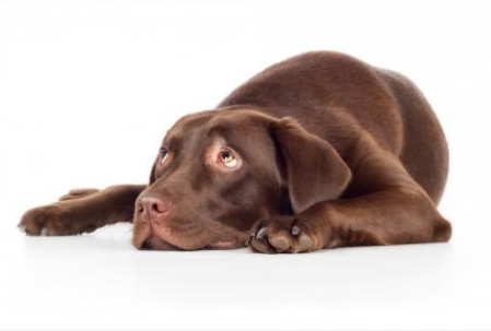 趴在地上休息的黑色拉布拉多犬