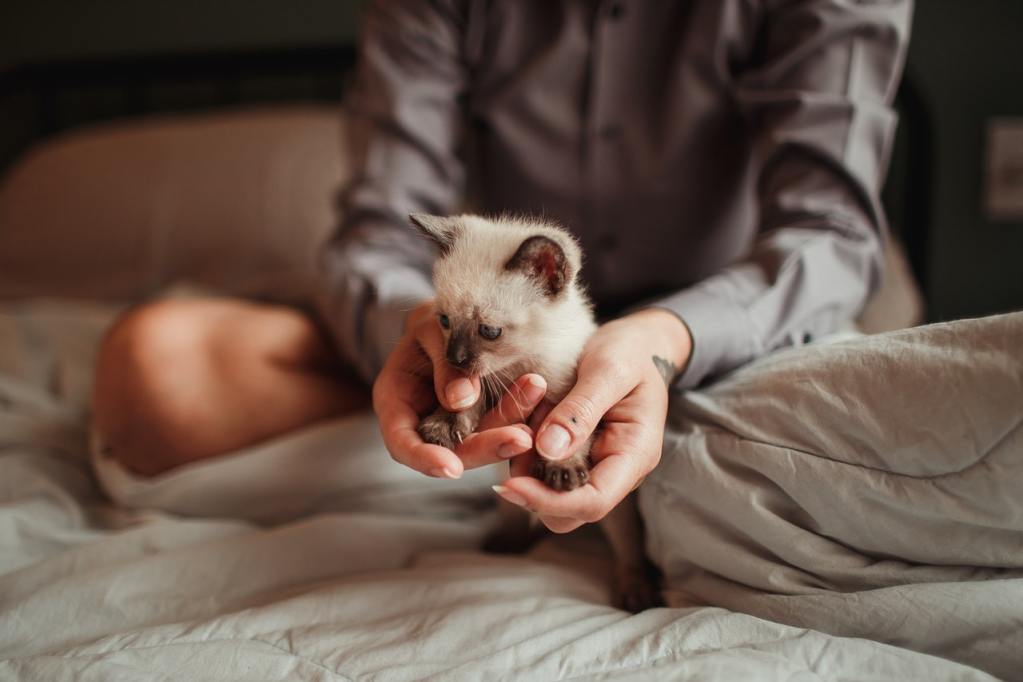 在床上抱着小暹罗小猫的女人