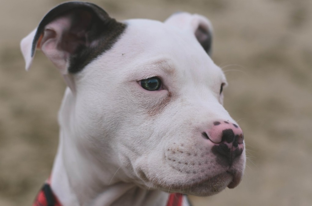 恶霸犬的特写镜头.jpg