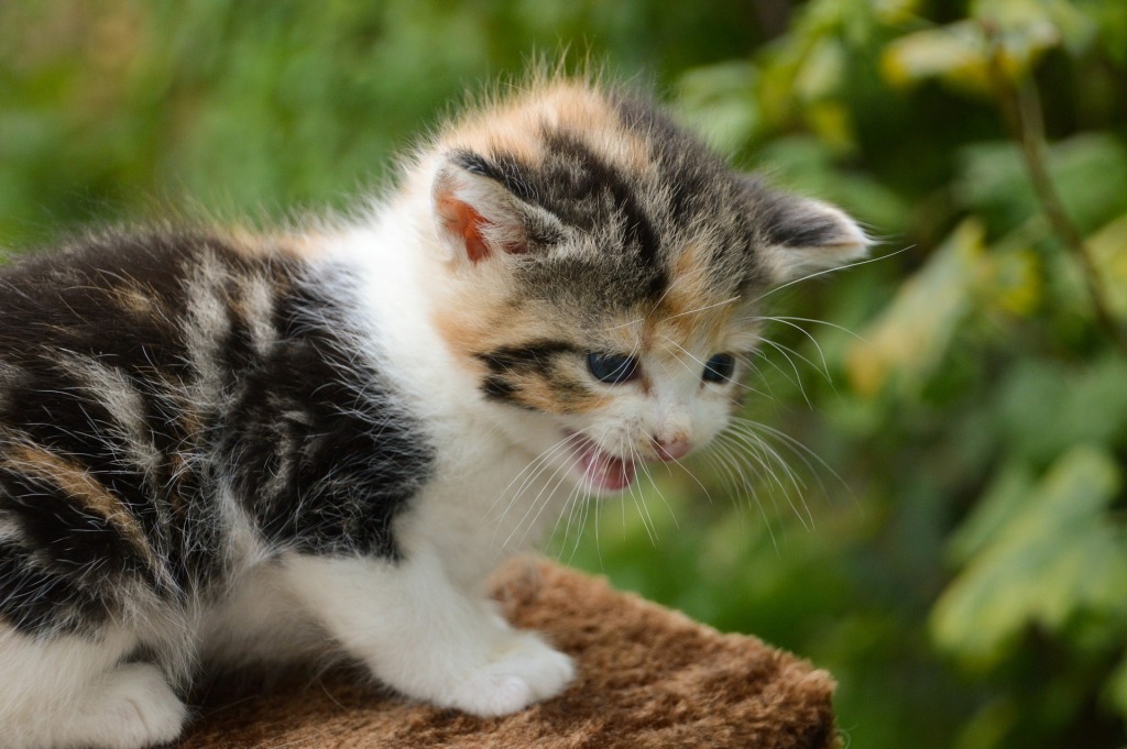 宠物猫为什么那么粘人？