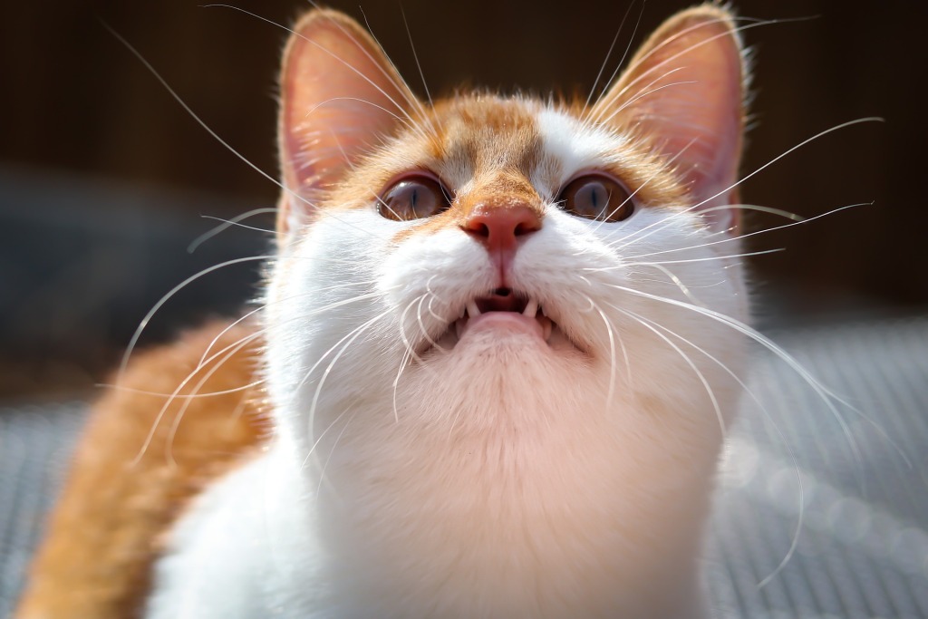 猫咪抬头望着主人