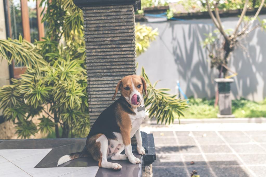 一只小猎犬坐在外面舔他的嘴唇
