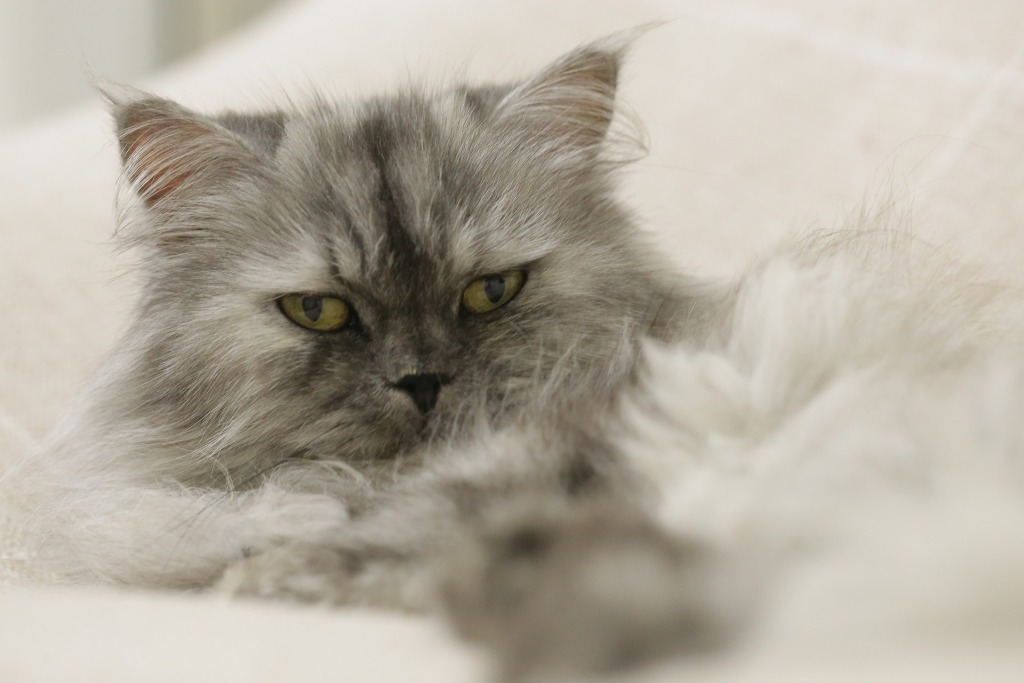 躺下的灰色波斯猫