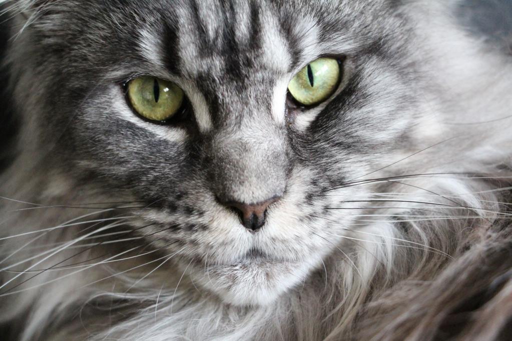 一只灰色缅因猫的特写镜头，眼睛亮绿色