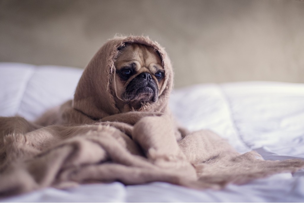 帕格犬裹在毯子里