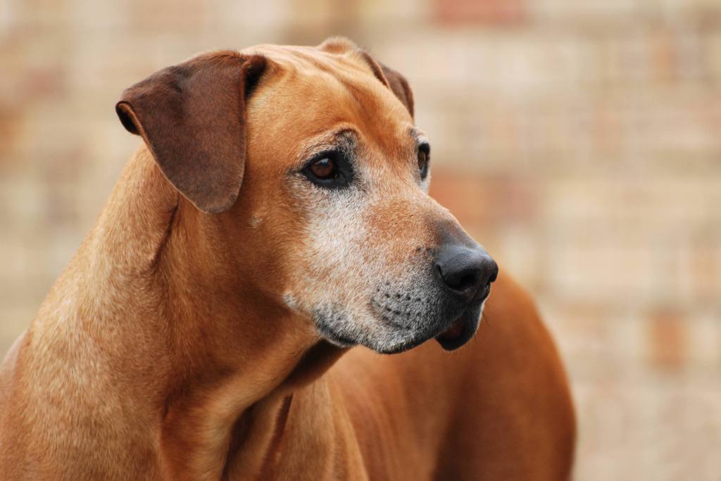 一只高级罗得西亚脊背犬的肖像望向一边