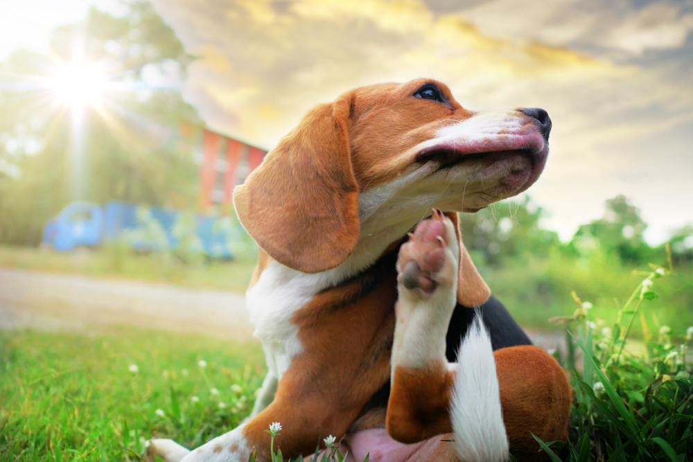 比格犬抓身体
