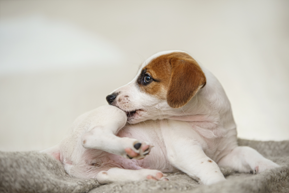 杰克罗素梗犬在后腿上咬痒