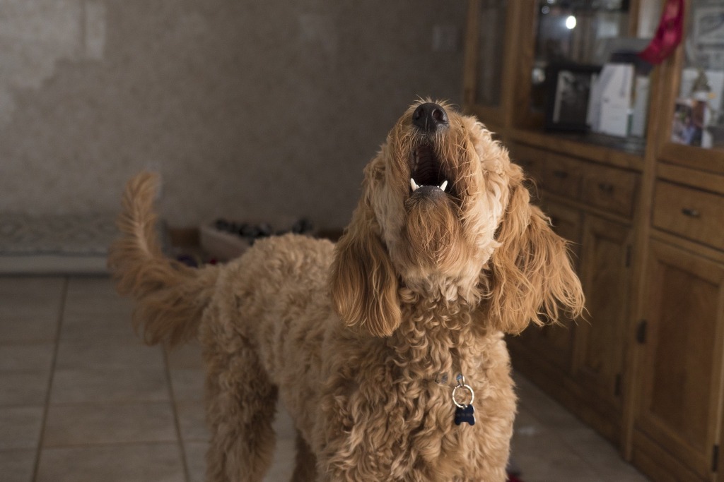 贵宾犬混合张开嘴吠叫