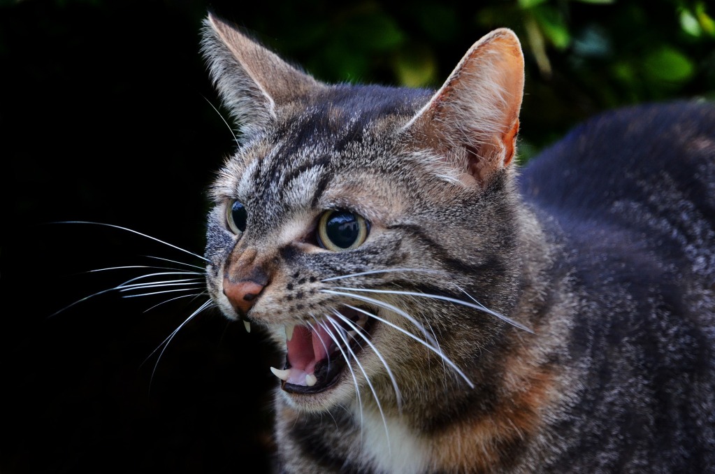 虎猫在户外嘶嘶作响