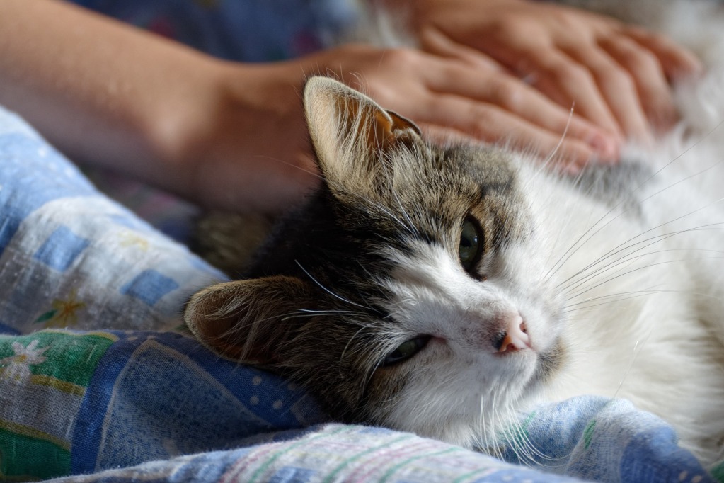 放松的猫在被宠物时侧卧