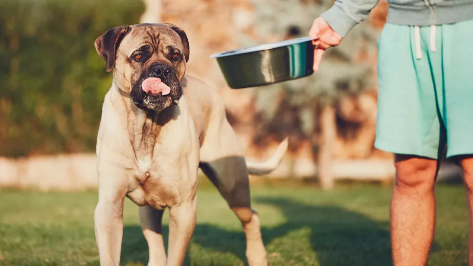 甘蔗科索犬