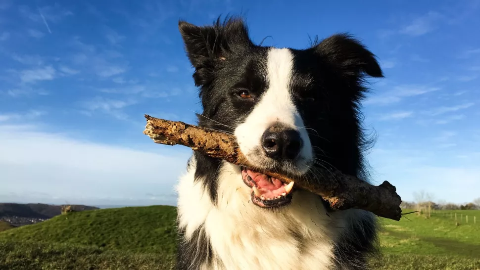 一只叼着枯树枝的边境牧羊犬