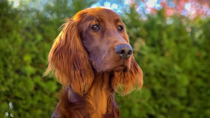 爱尔兰塞特犬