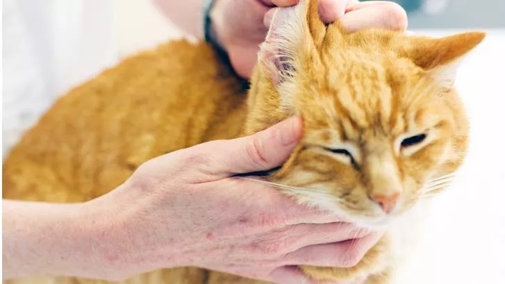 猫耳感染