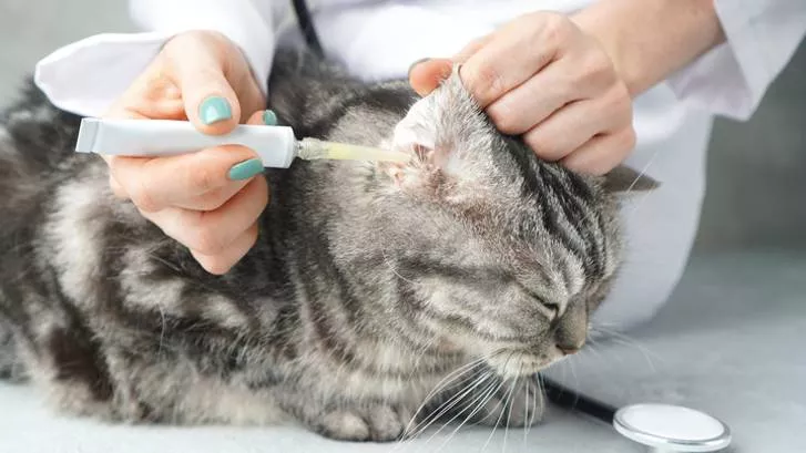 猫耳感染