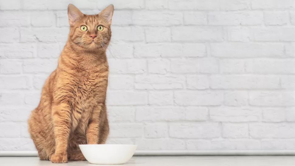 为什么我的猫要乞讨食物