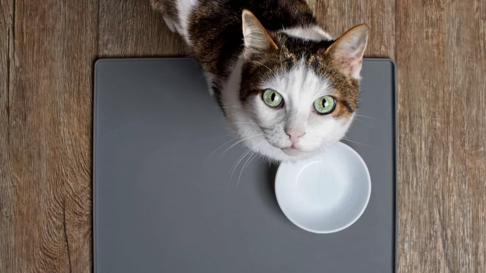 为什么我的猫要乞讨食物