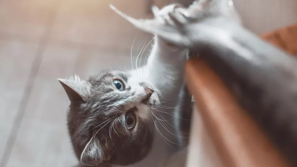 为什么我的猫要乞讨食物