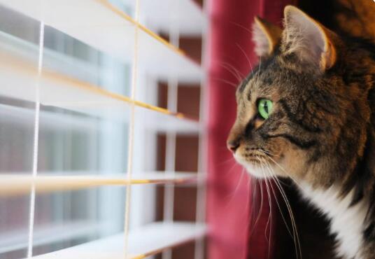 猫用丁丙诺啡——极大缓解猫的疼痛