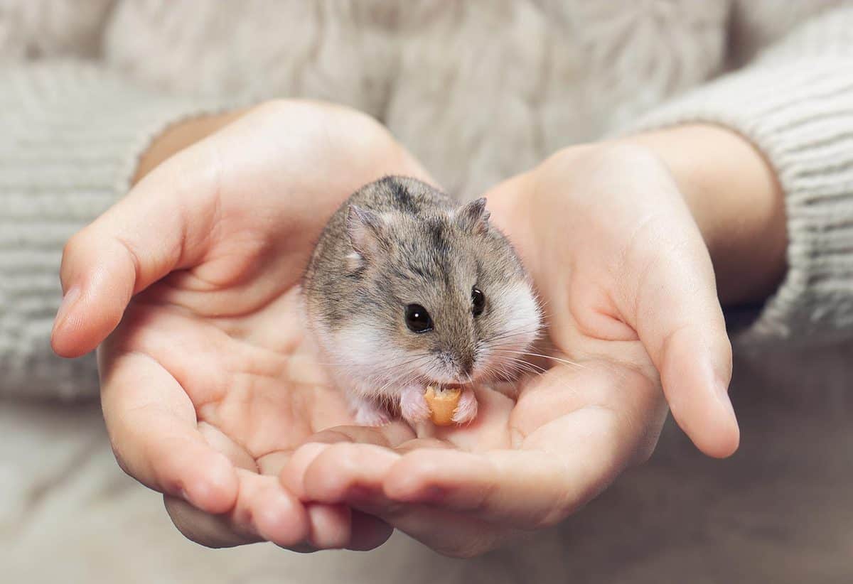 孩子手里拿着一只仓鼠