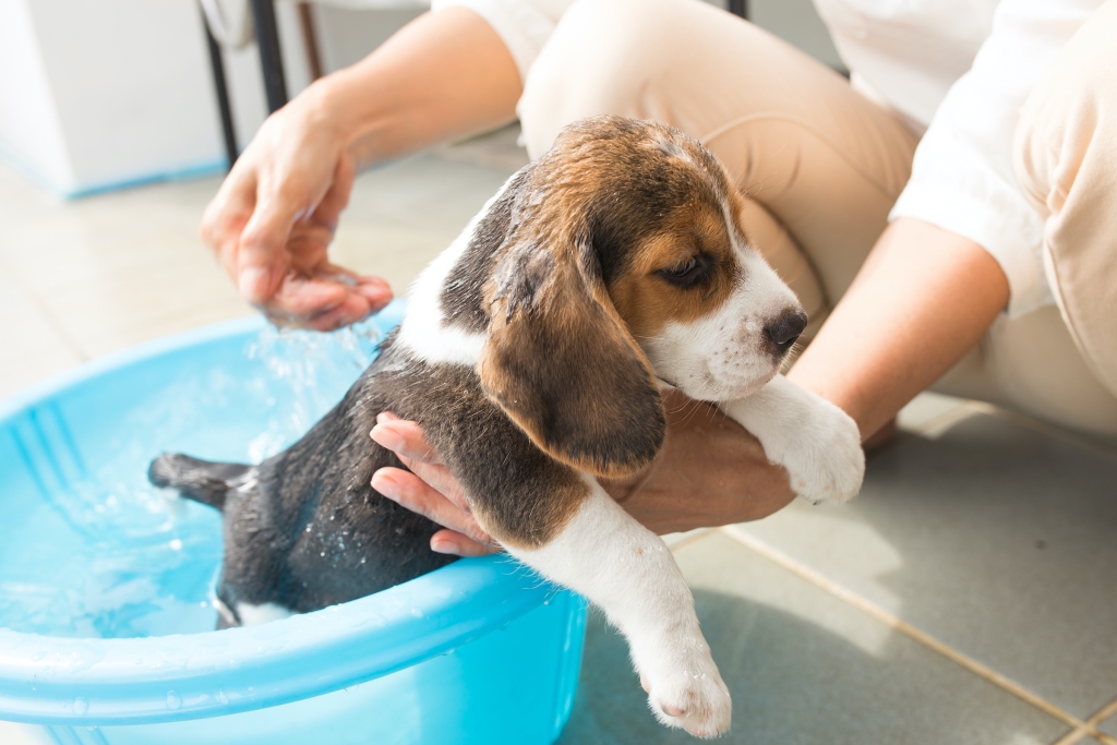 一只小猎犬在蓝色浴缸里洗澡