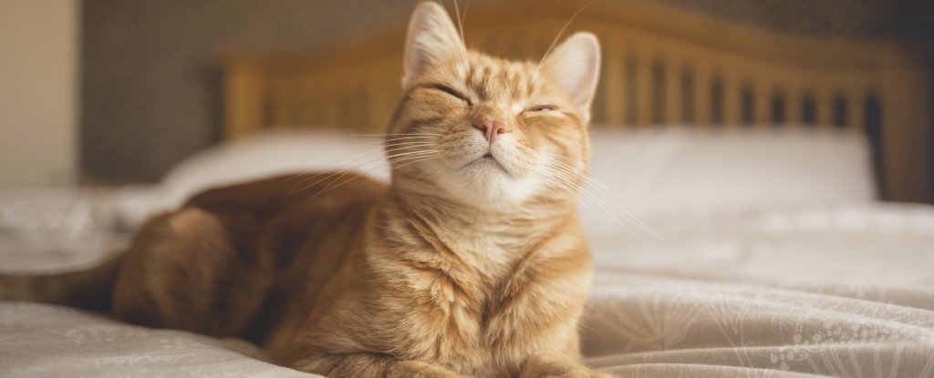 橘黄色的猫咪