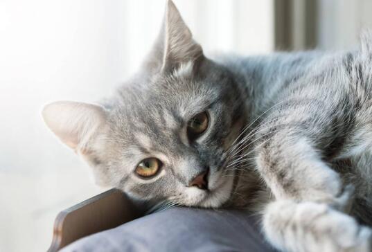 猫胸腔积液