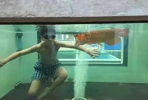 龙鱼脱臼了怎么办呢？