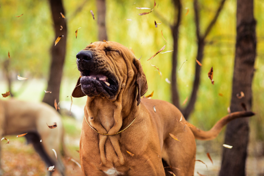 猎犬在秋叶落在他身边时打喷嚏