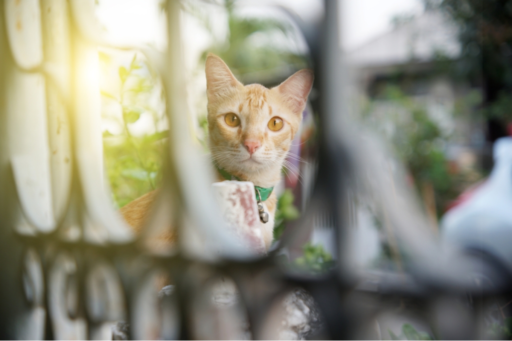 看通过门的孔的橙色猫