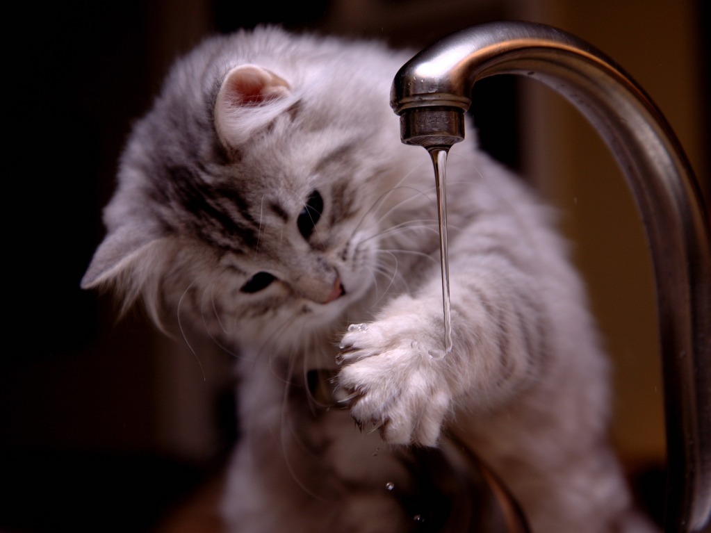 灰猫扒自来水