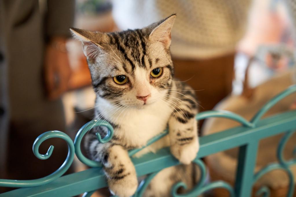 靠在金属门上的猫