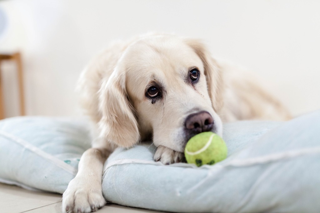 一只金毛猎犬躺在床上，手里拿着一个网球