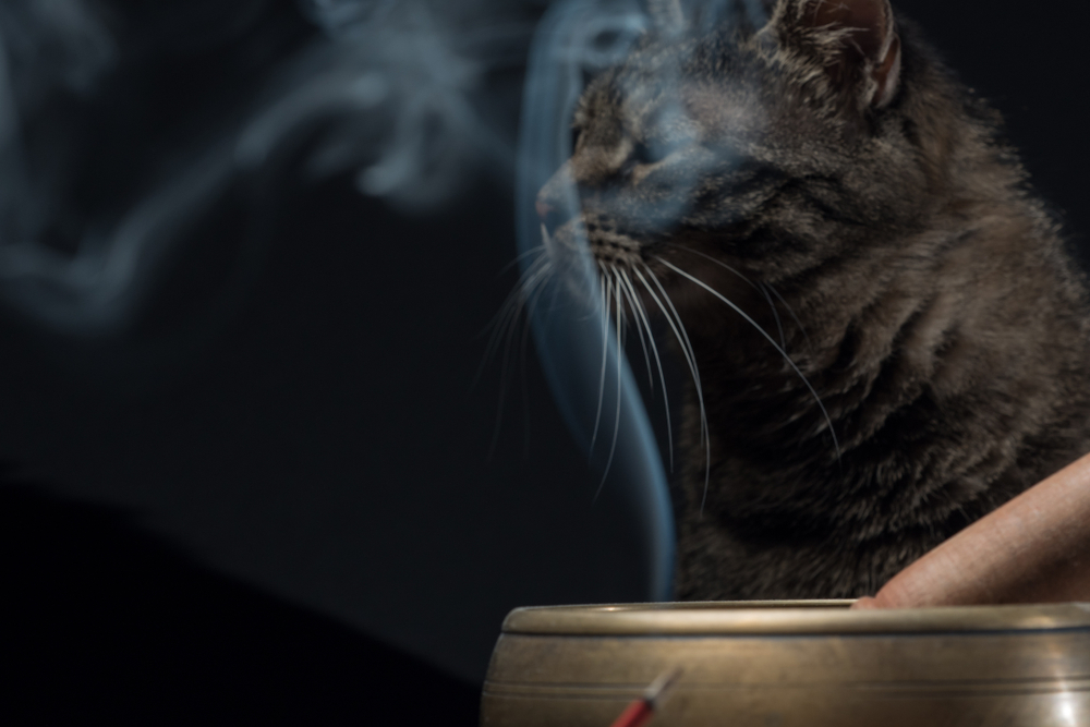 烧香和虎斑猫