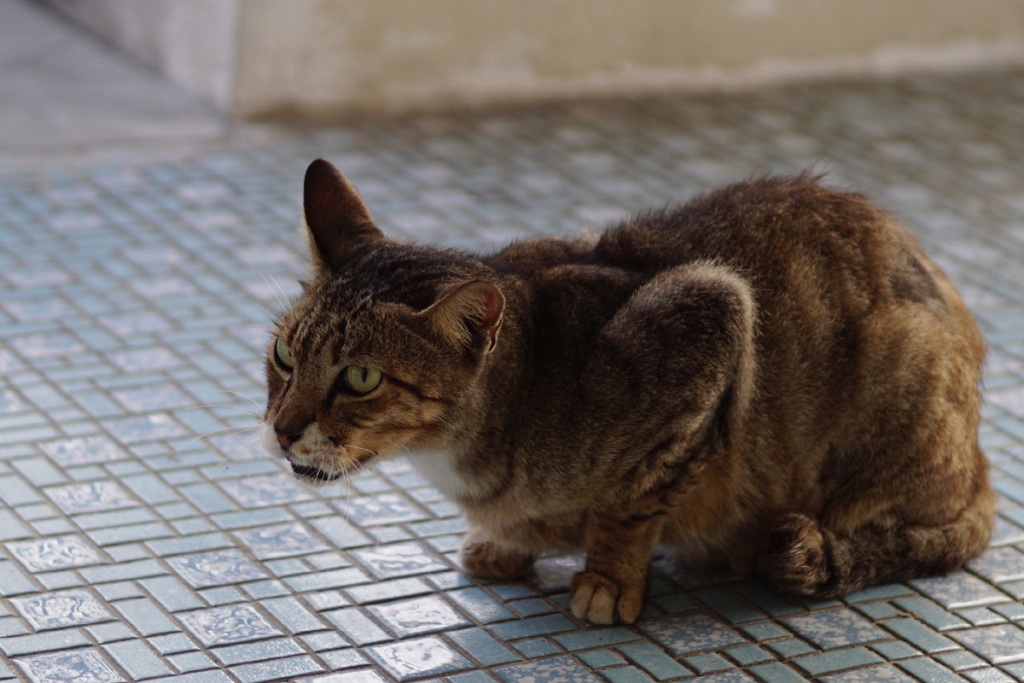 猫弯腰咳嗽