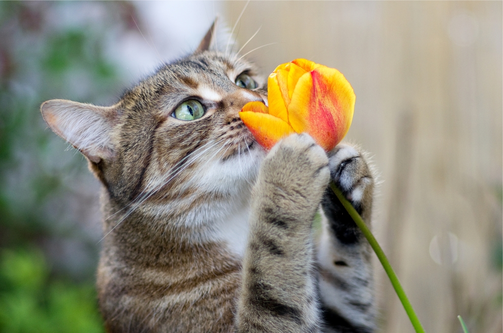 闻花香的猫