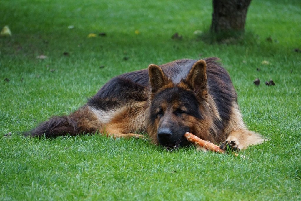 一只德国牧羊犬躺在草地上吃耐嚼的食物