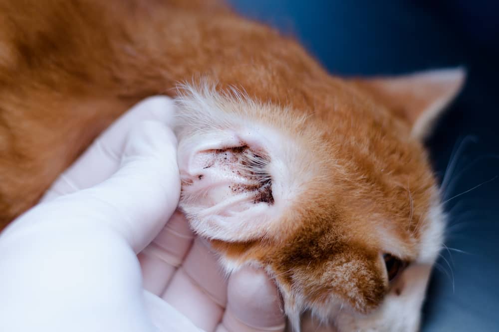 猫的耳螨:猫主人需要知道什么