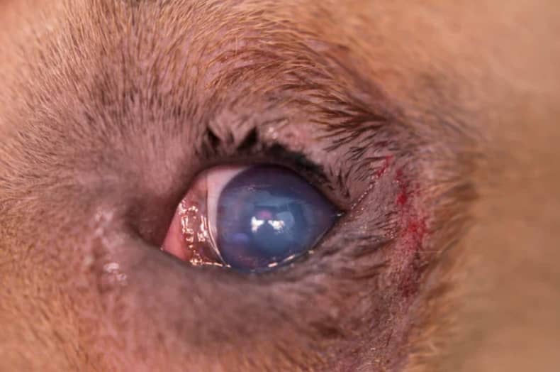 entropion-dog3-1.jpg