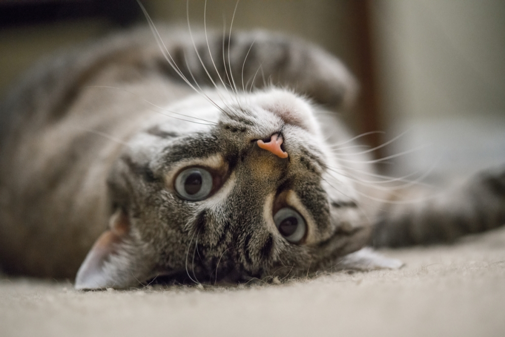 猫仰卧着倒着看