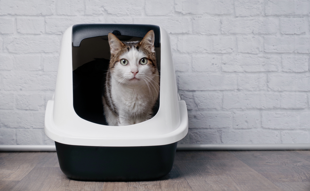 虎斑猫使用黑白垃圾箱