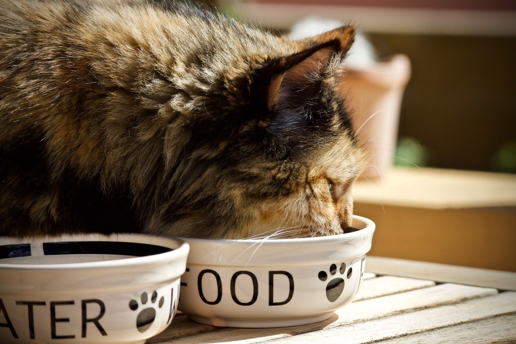 一只猫吃食物盘